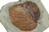 Paleocene Fossil Leaf (Davidia) - Montana #351970-1